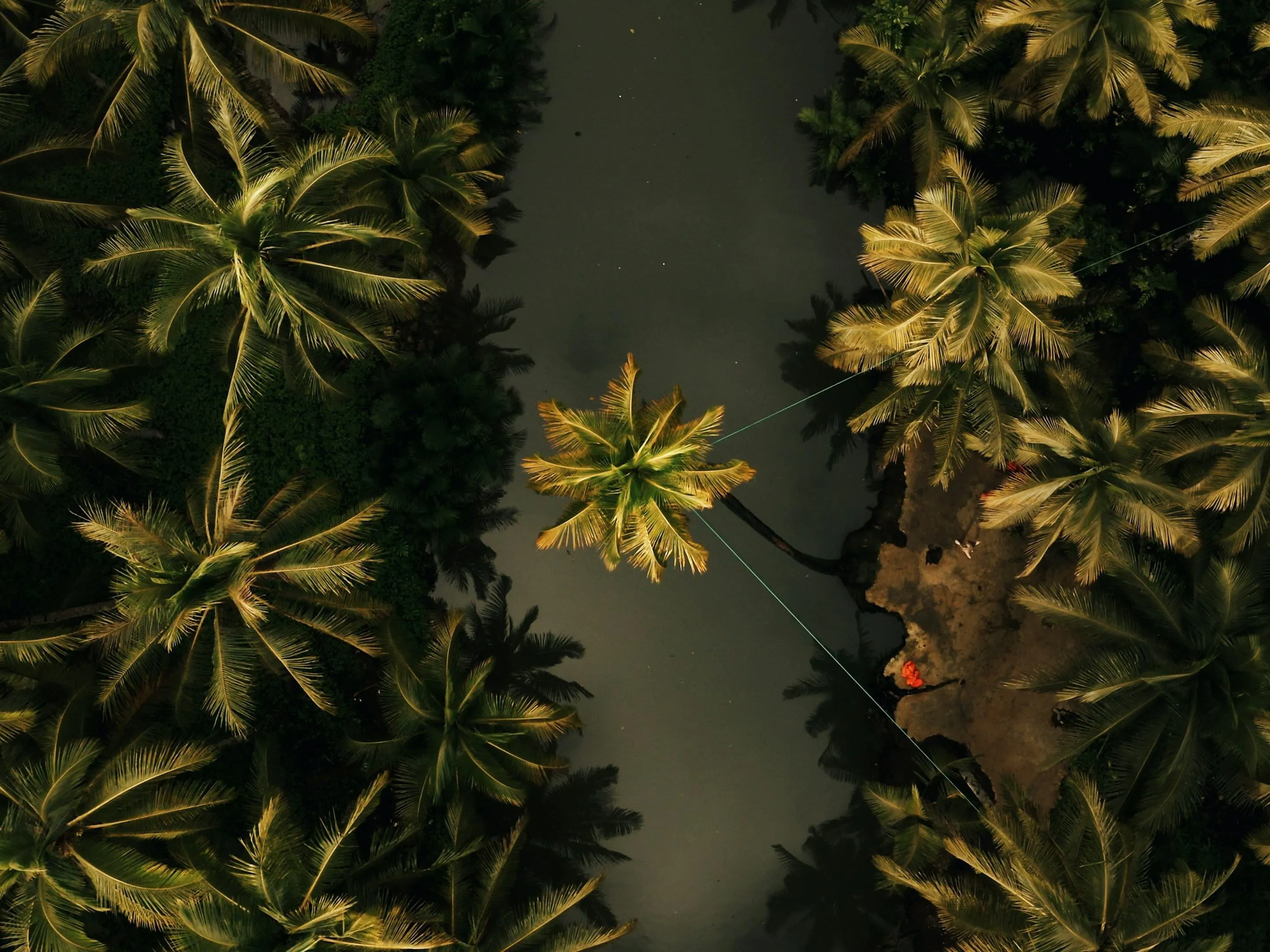 Aerial view of palm trees